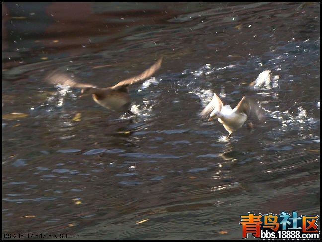 白化小?鹈2.jpg