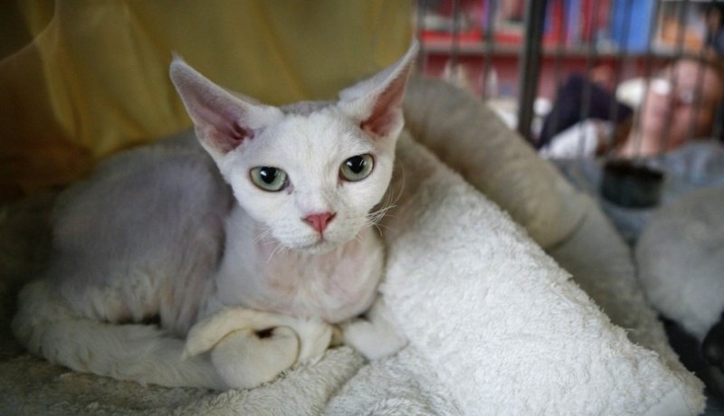Cats_060.jpg