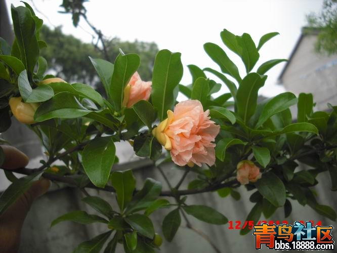 调整大小 CIMG0581.JPG