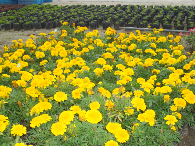 DSC02727.JPG