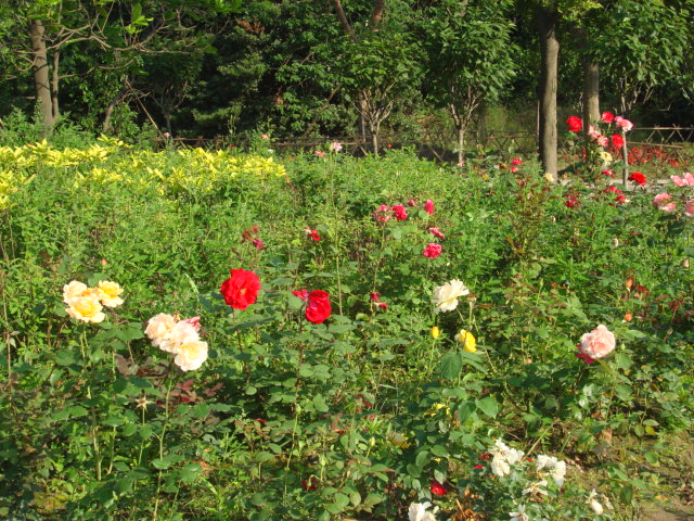 DSC02797.JPG
