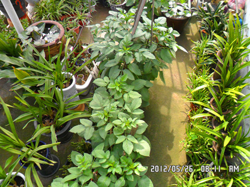 SAM_0734_副本_副本.jpg