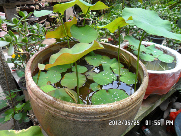 SAM_0704_副本.jpg
