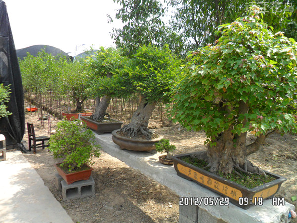 SAM_0775_副本.jpg