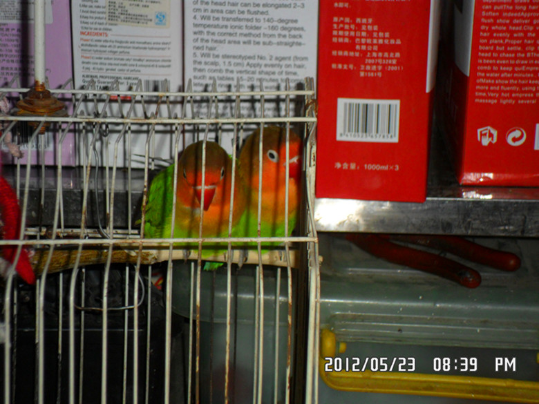 SAM_0682_副本.jpg