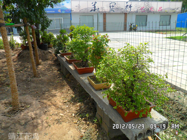 SAM_0780_副本.jpg