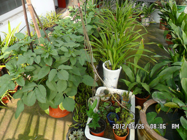SAM_0722_副本.jpg