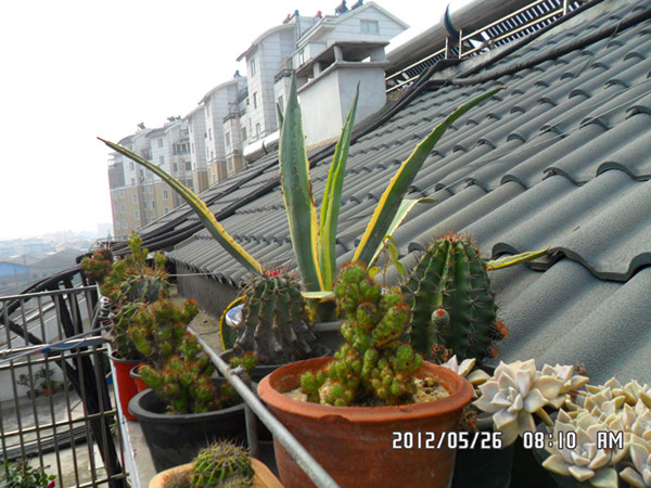 SAM_0732_副本.jpg