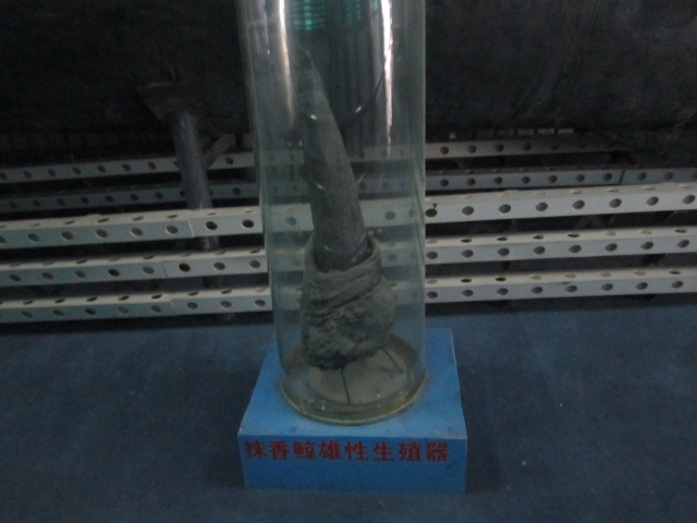 海底世界 017.jpg