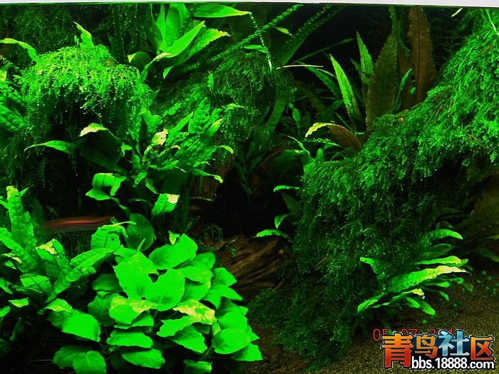 DSCN6619.jpg