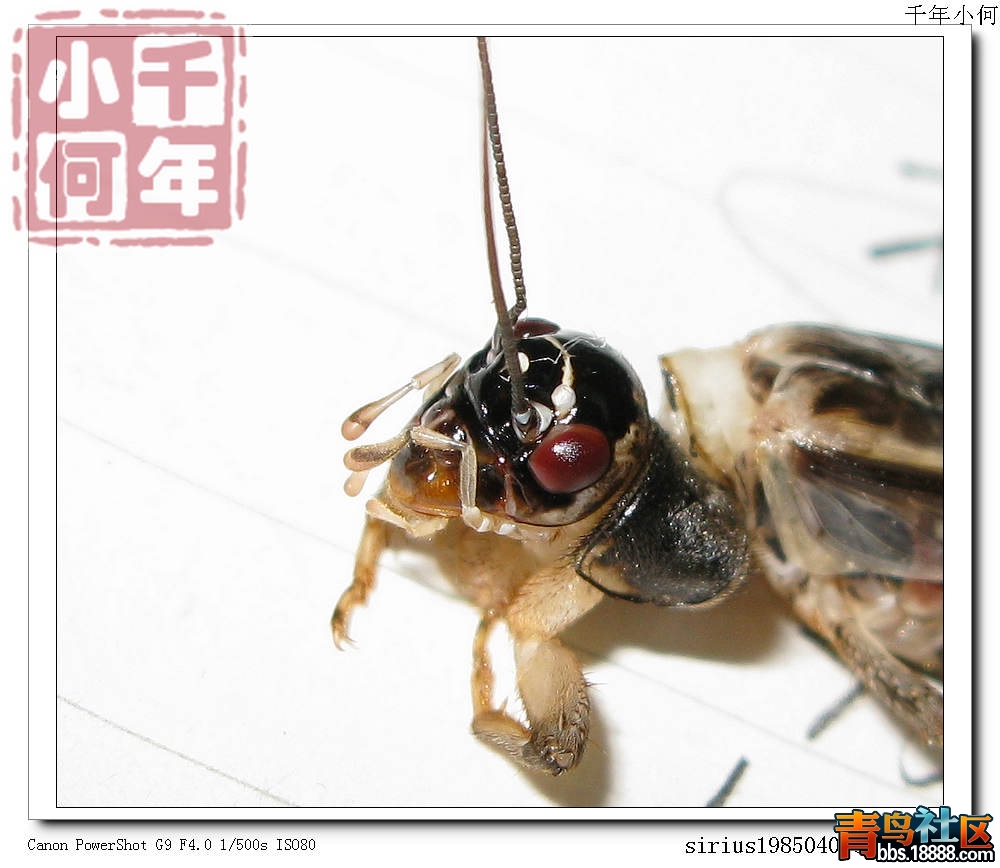 普洱 姬蟋 (4).jpg