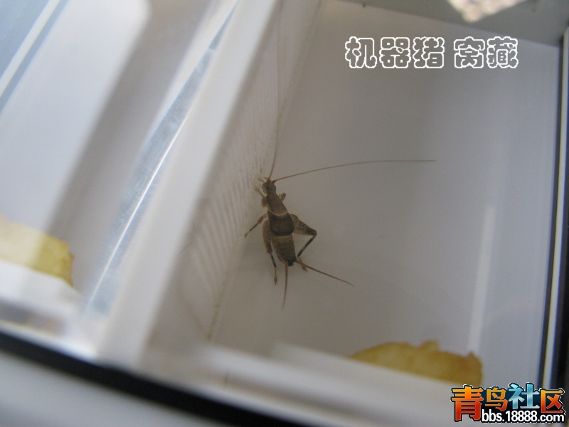石蛉10.jpg