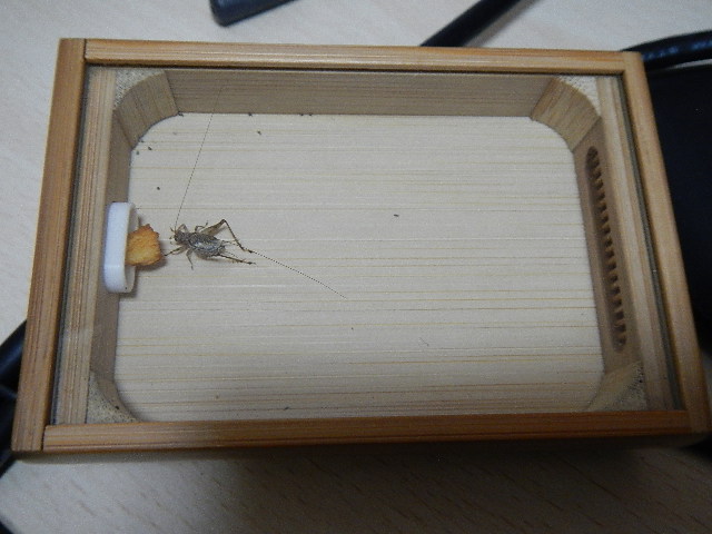 DSCN0031.jpg