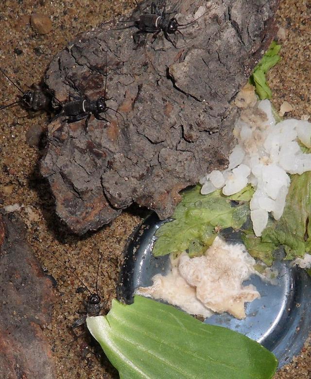 油葫芦若虫局部细观.JPG