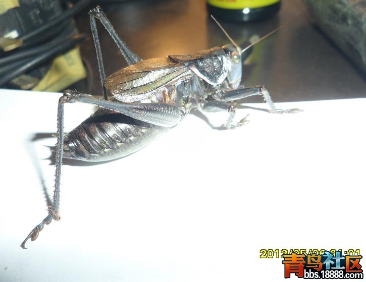 蝈蝈1.JPG