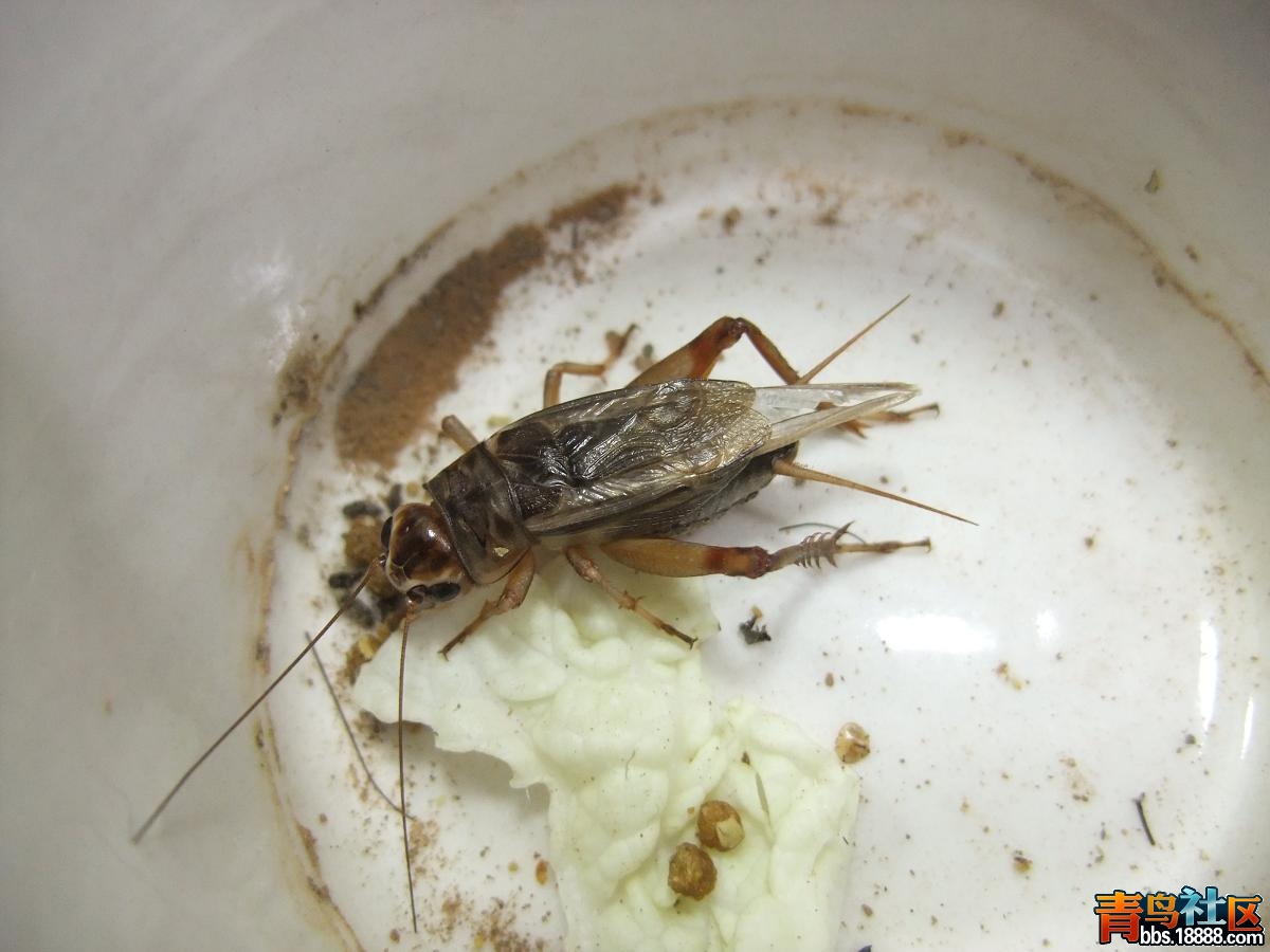 DSCF1531.JPG