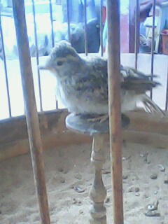 IMG0563A.jpg