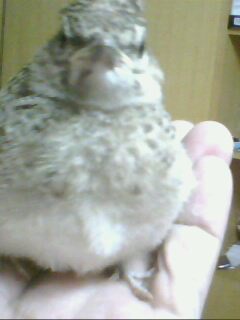 IMG1832A.jpg