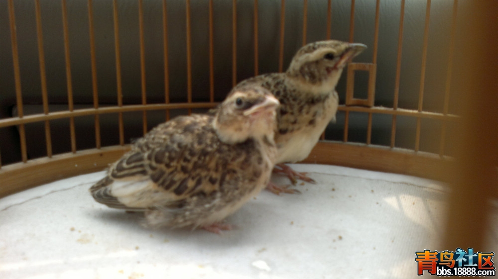 20120519690.jpg