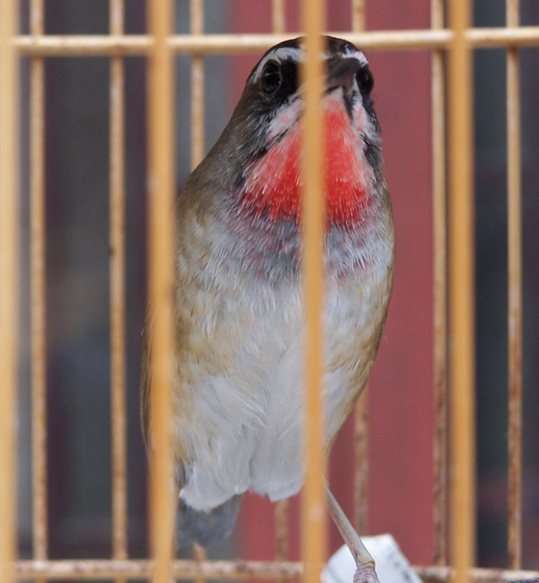 成都游玩 009.jpg
