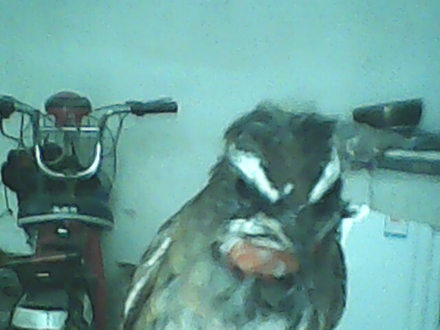 IMG0188A.jpg