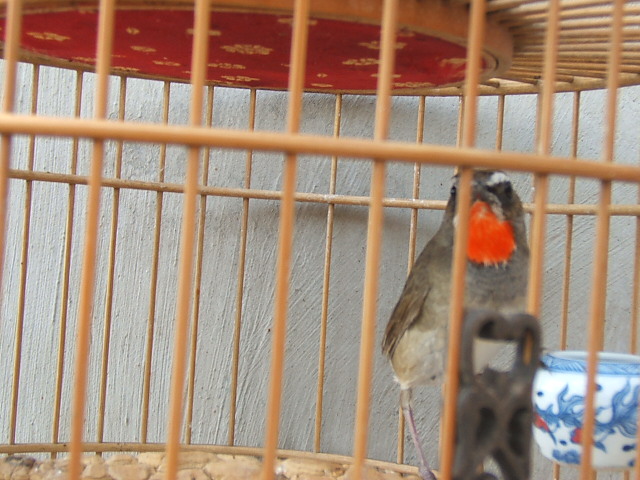 DSCF2360.JPG