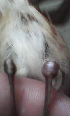 IMG0007A.jpg