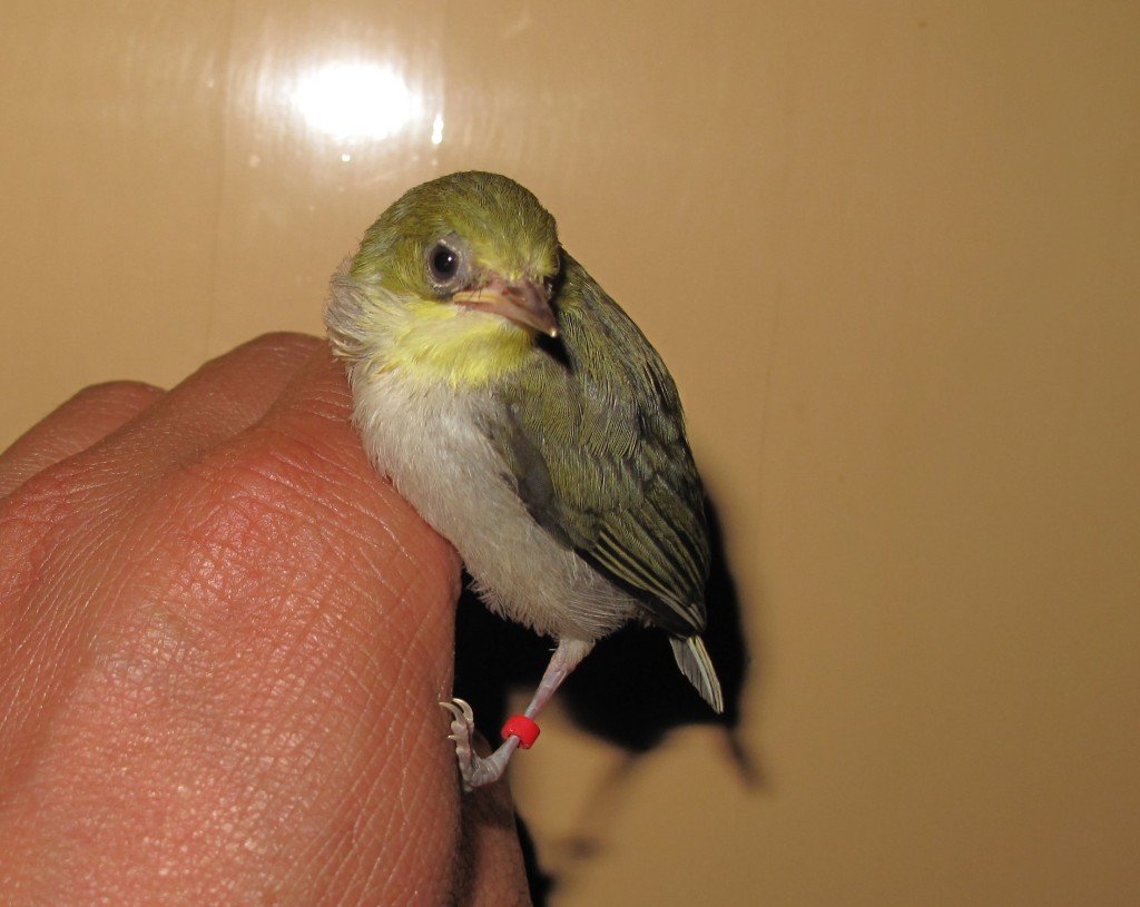 conew_img_2226_conew1.jpg
