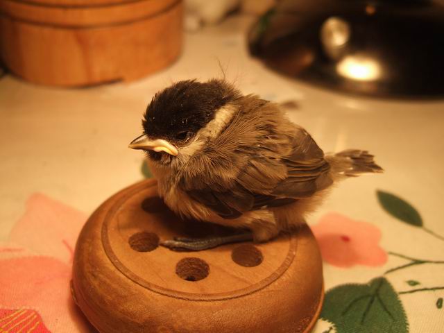 调整大小 DSCF7774.JPG