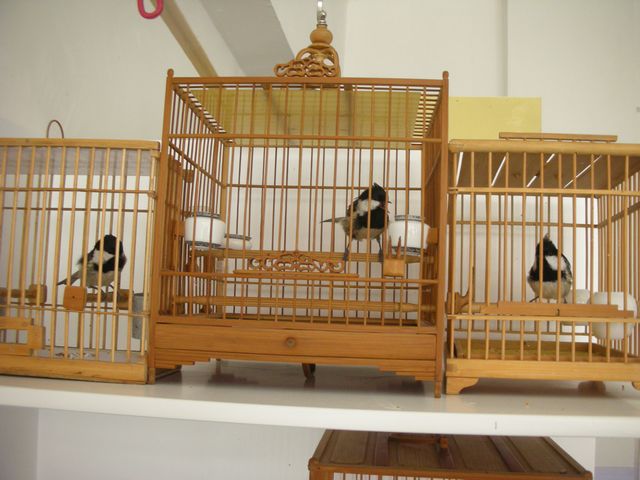 3个山雀合影 (7).JPG