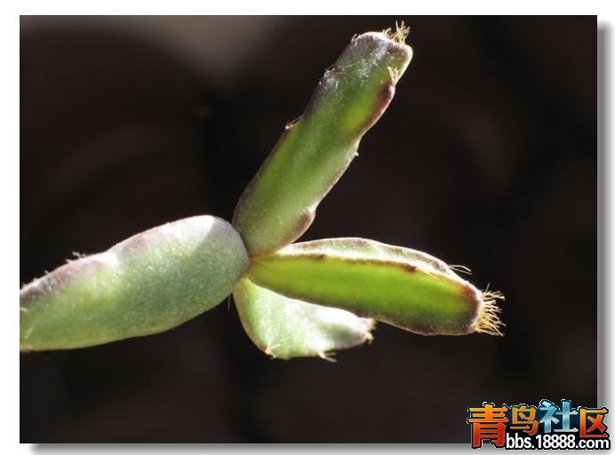 落花之舞4.jpg