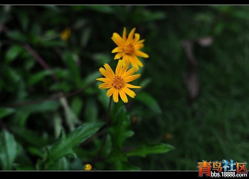 DSC_0193.JPG