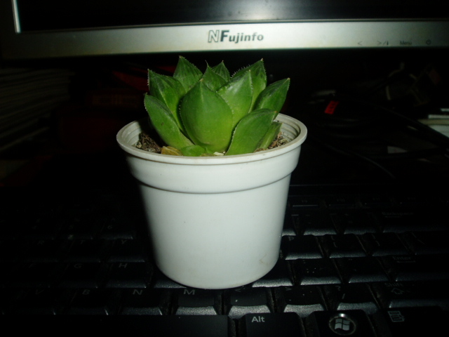 P1010004.JPG