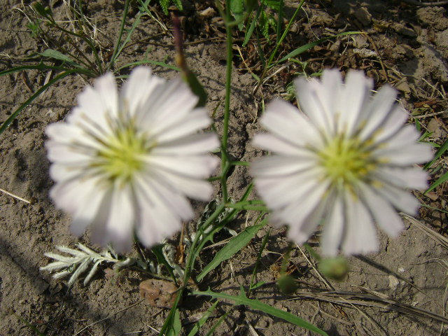 DSC06638.JPG