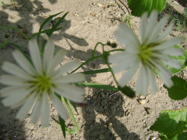 DSC06640.JPG