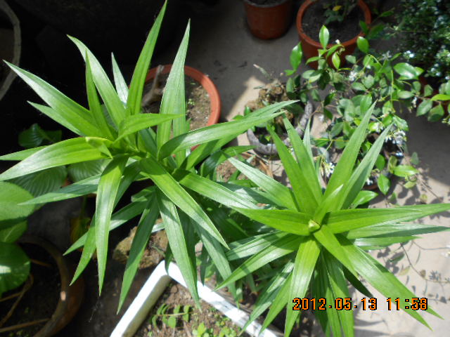 DSCN0037.JPG