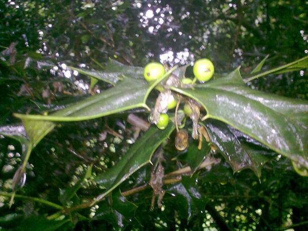 20120626385.jpg