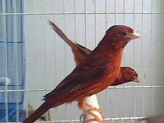 IMG0952A.jpg