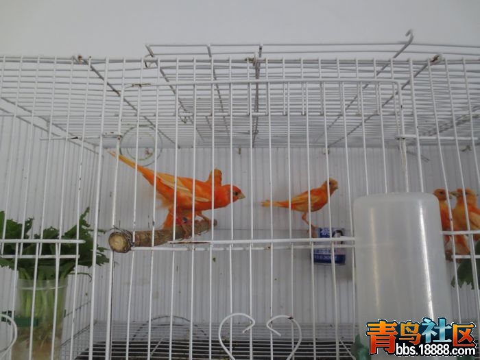 德国芙蓉2.jpg