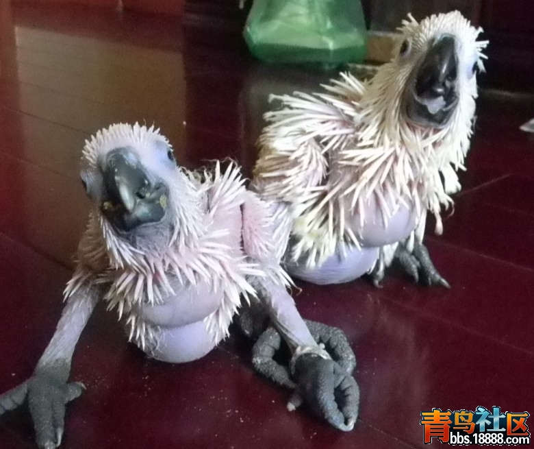 未命蓝2.jpg