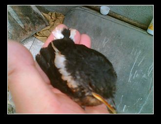 nEO_IMG_Image(935).jpg