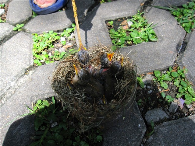 IMG_9803.JPG