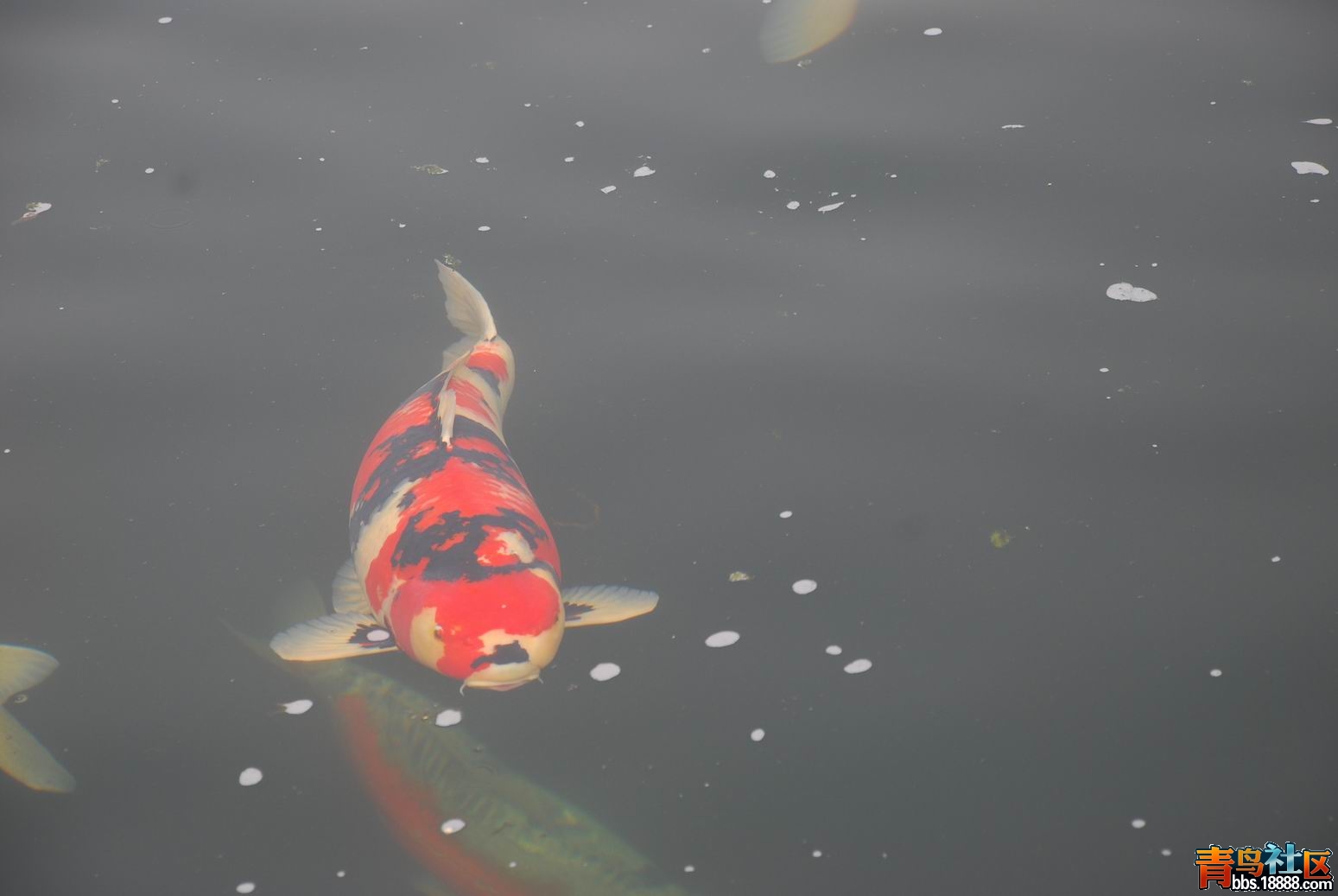 DSC_0092.JPG