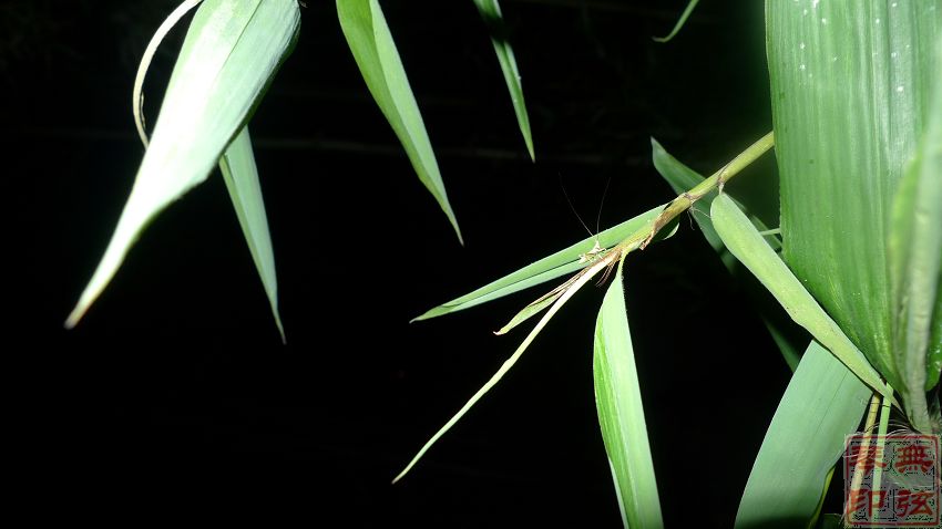 nEO_IMG_5555.jpg
