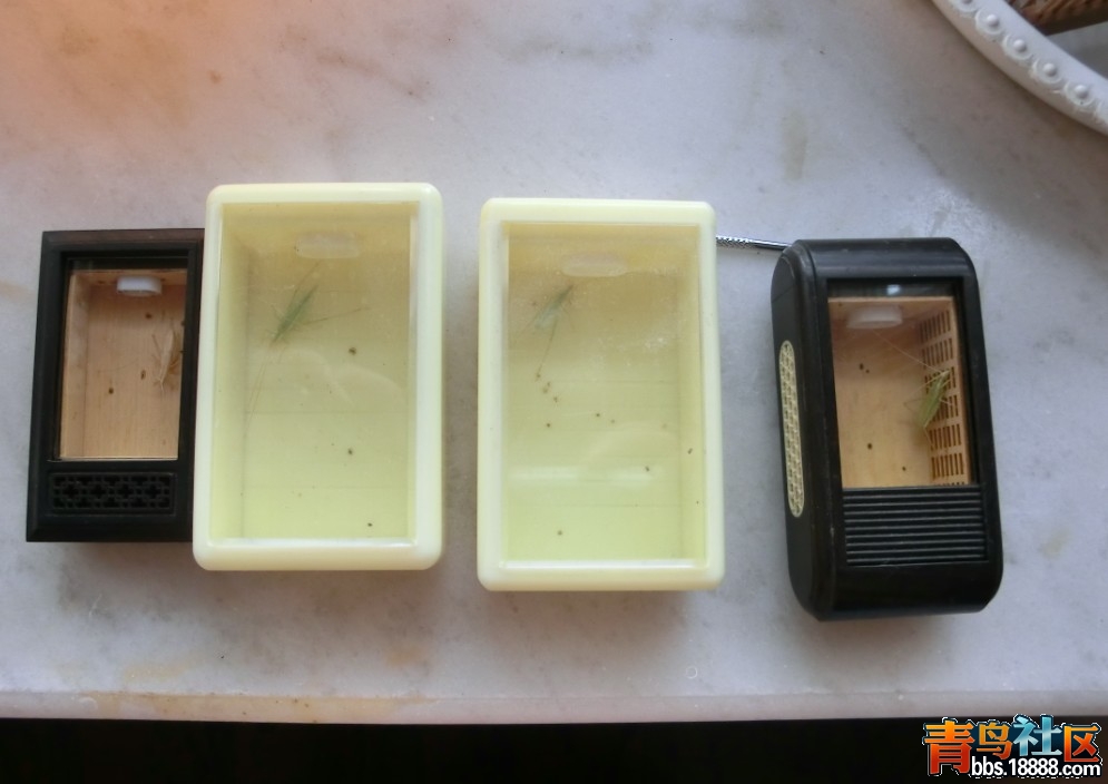 青竹.jpg