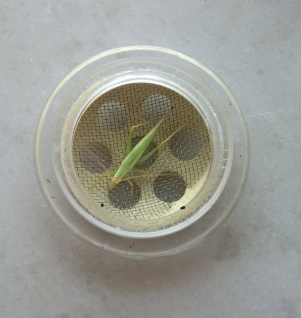 青竹3.jpg