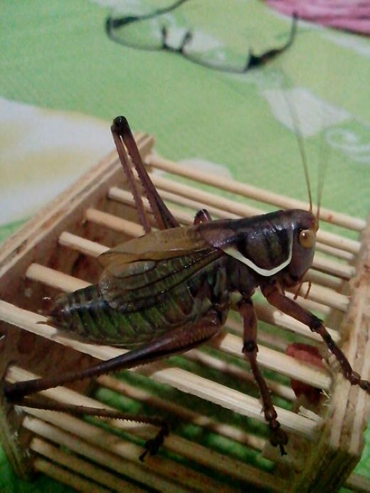 IMG_20120628_211834.jpg