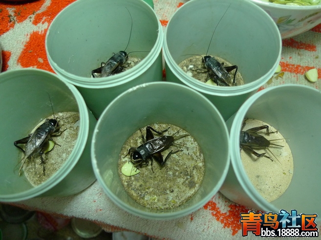 P1010513_调整大小.JPG