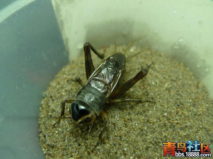P1010524_调整大小.JPG