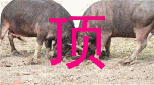 48_147063_28288a21d4f87f9.gif